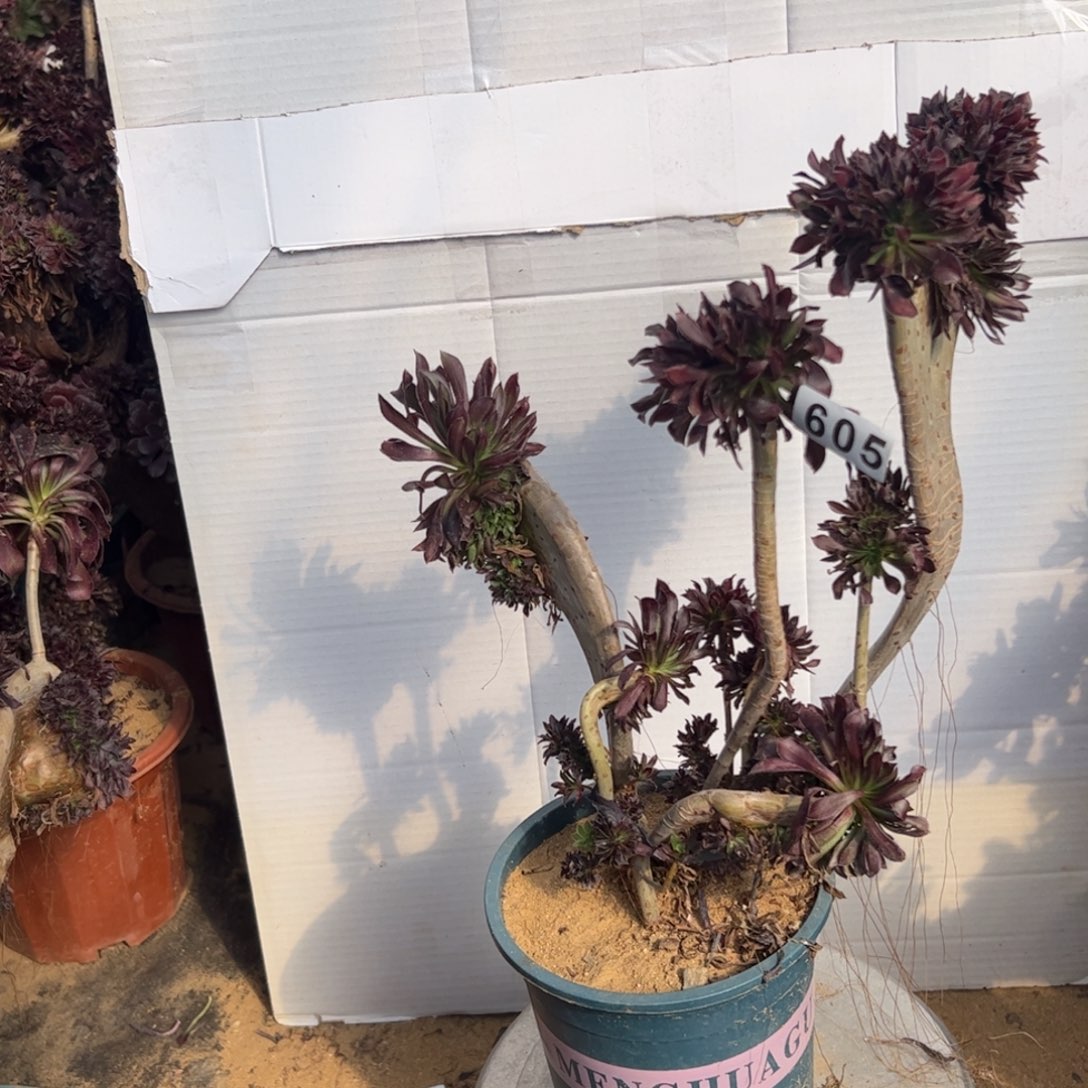 有伤黑缀605高34