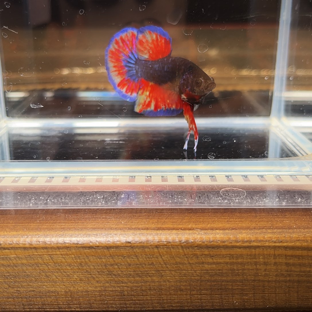 张***伟海水鱼宙斯斗鱼竞拍精品12-22