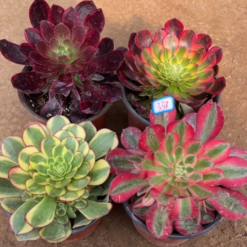 338多肉植物组合