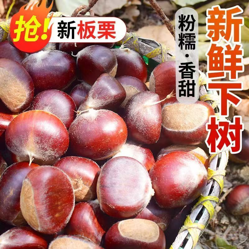 【京东包邮坏果包赔】2025河南信阳大别山老树红壳板栗新鲜信阳板栗