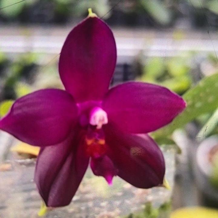 当前无花栽培后可以开花紫精灵1.7刚出根