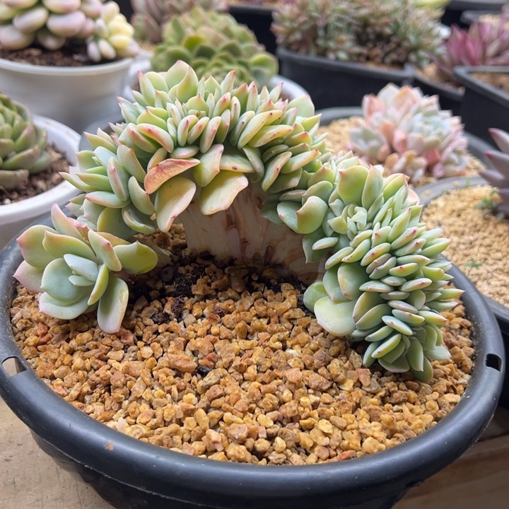 白凤 缀化 夏鸣园艺