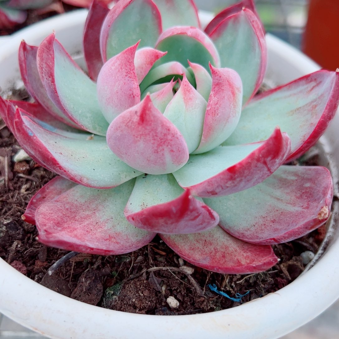 惊鸿仙子大单头精控精养