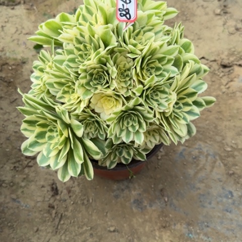 19-88迈巴赫朵朵处理不售后多肉