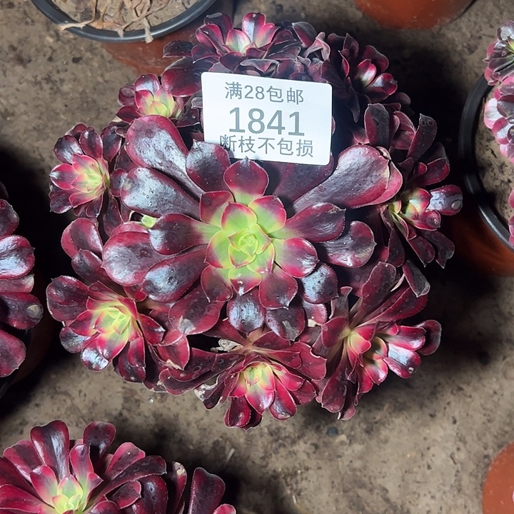 1841蛇毒美杜莎多肉植物