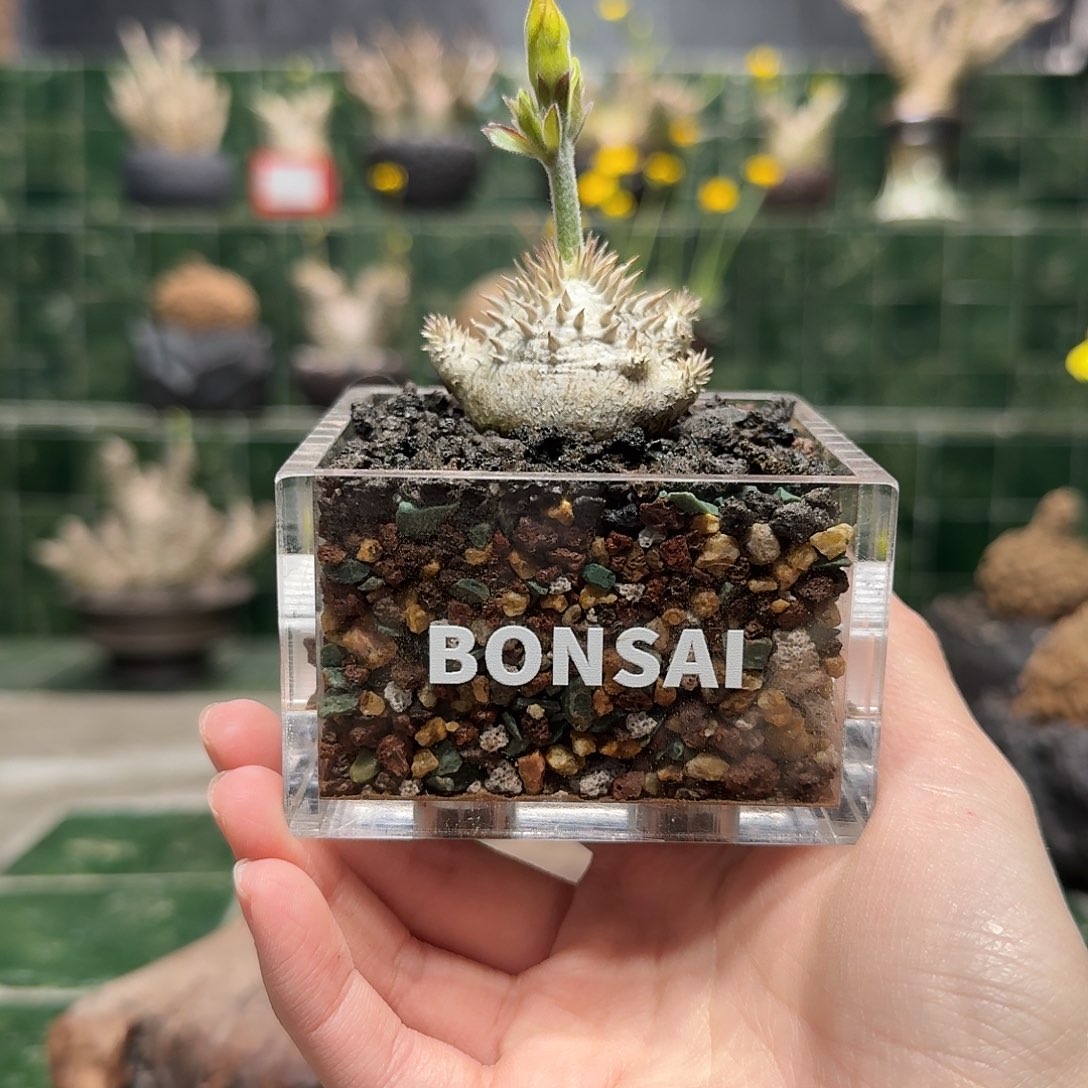 铭*惠比大黑 一物一拍