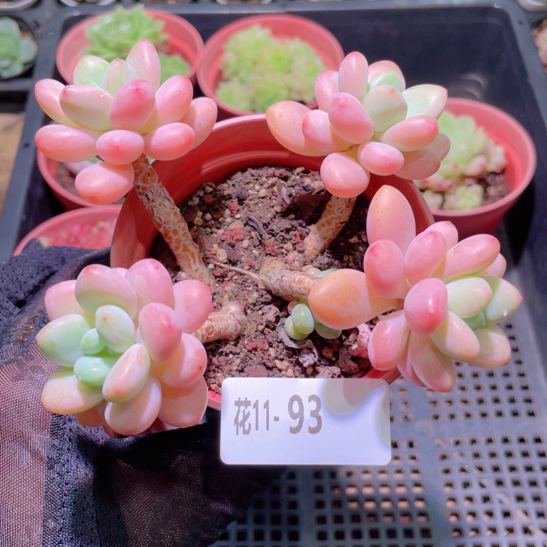 花利美11-93洛神群