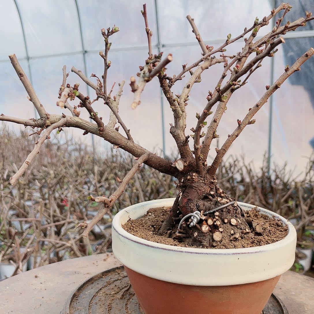 海棠海棠260260260