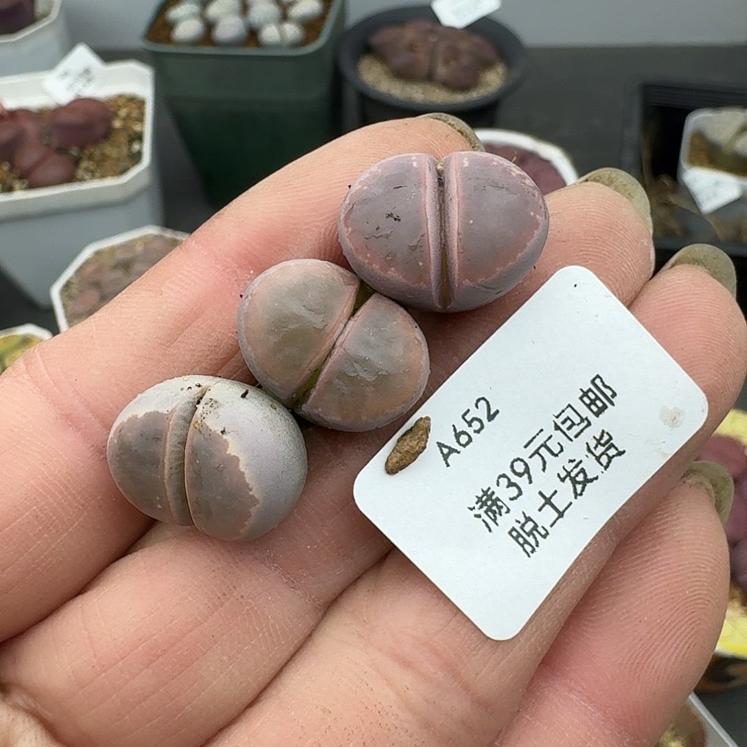 梅***s652多肉哈哈哈哈哈哈哈