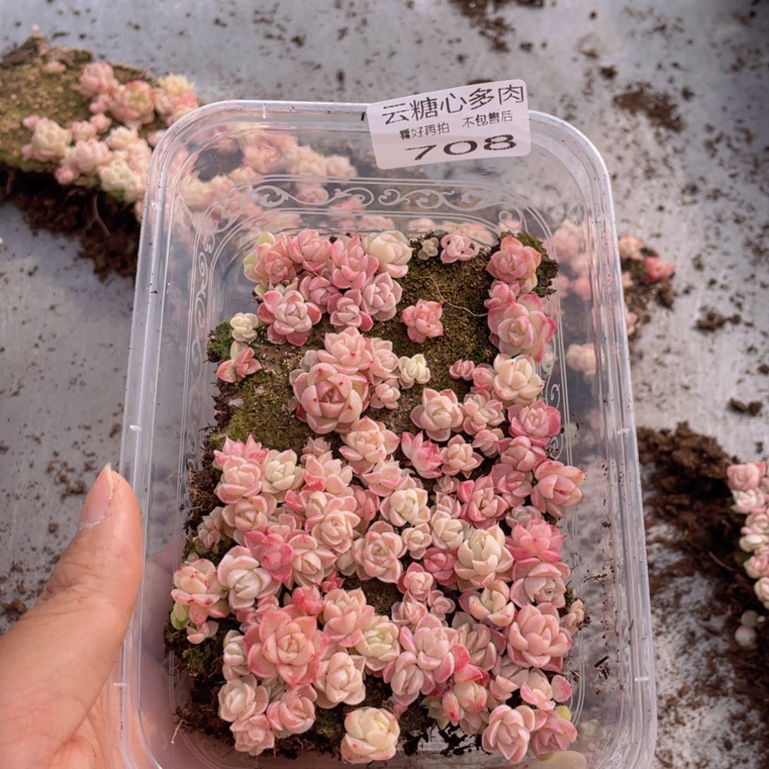 云糖心多肉植物708
