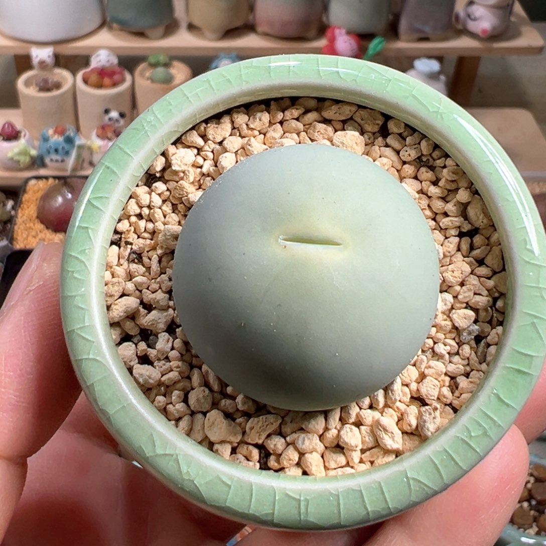 多肉植物32号鸽子蛋3厘米