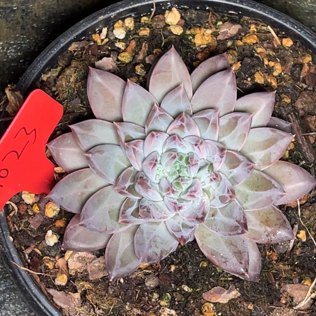 9023号晚上多肉植物群生吃