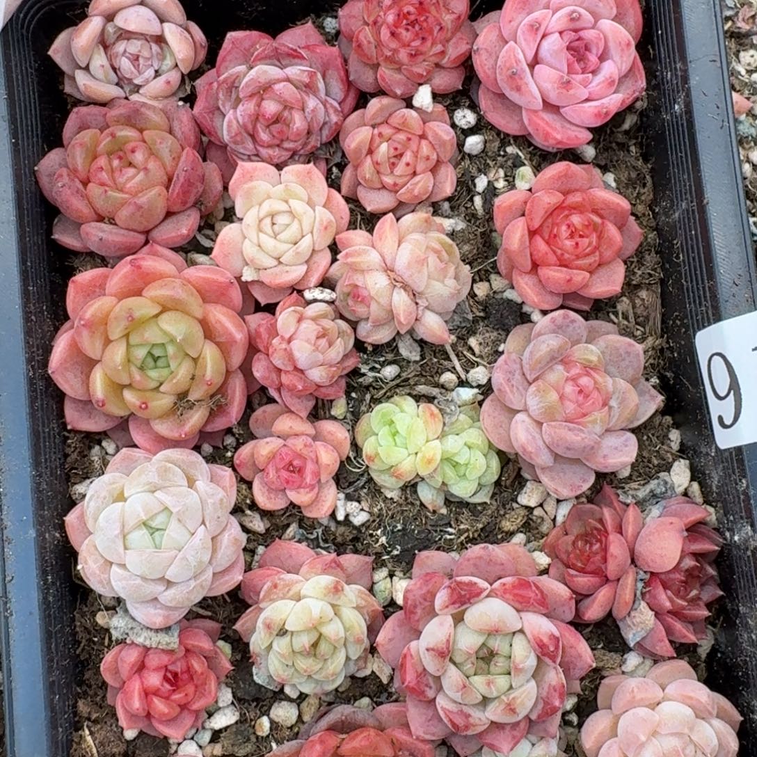 多肉植物多肉植物91