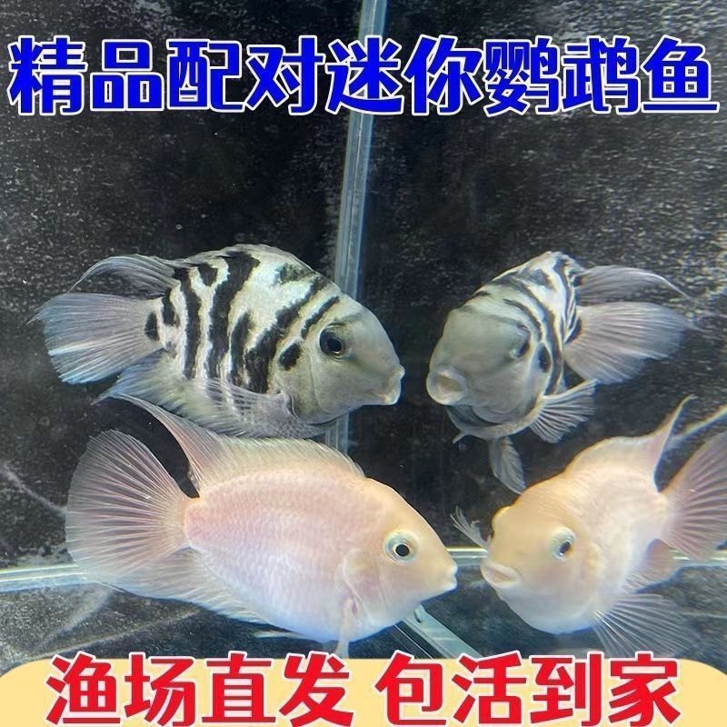 迷你鹦鹉鱼2条备损一条，若有一条噶了不予赔付加鱼粮一盒