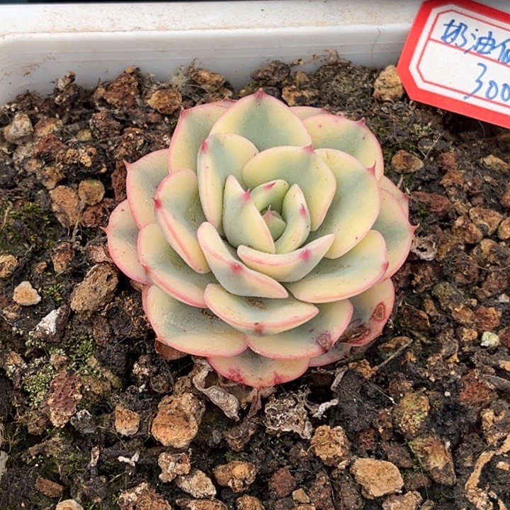 奶油仙子锦一物一拍