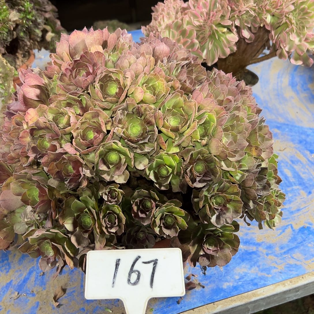 多肉植物万圣节法师167