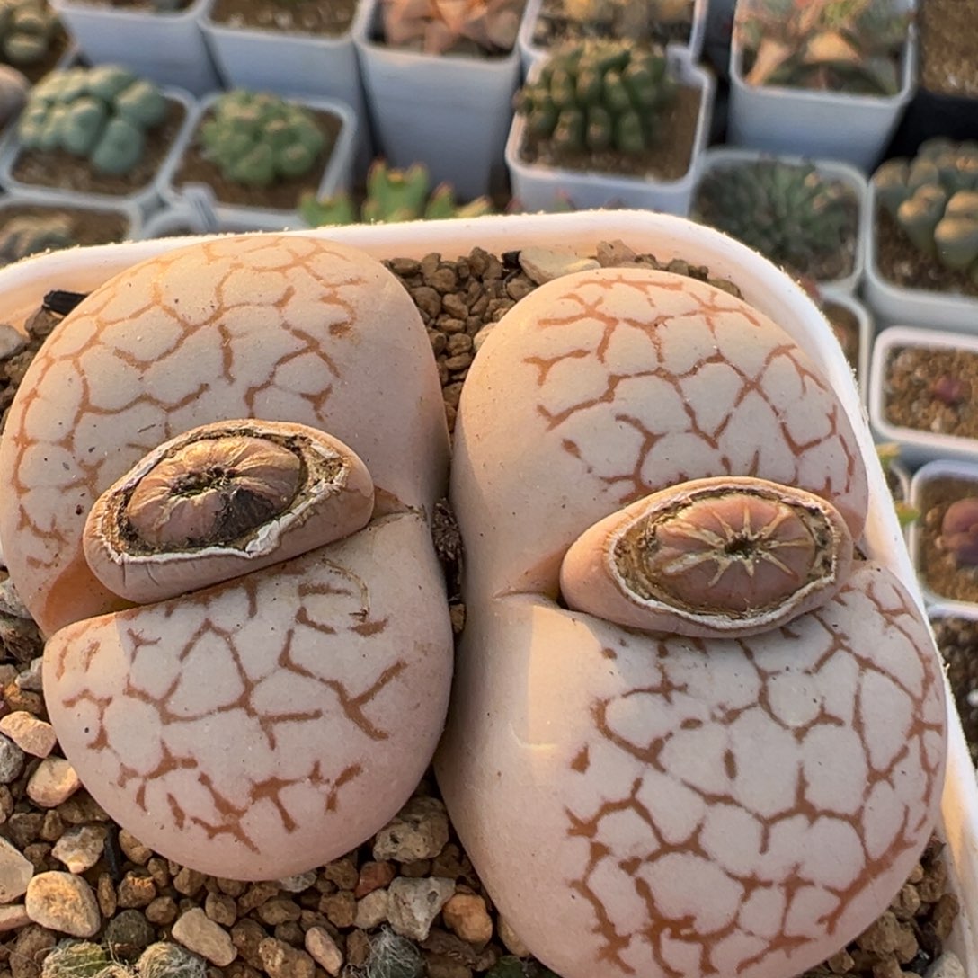 142多肉植物百科植物