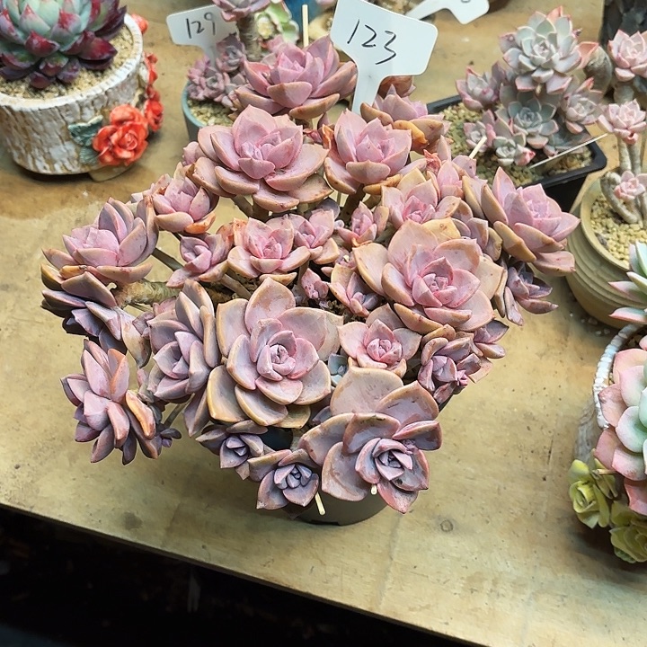 多肉植物，彩虹糖123号