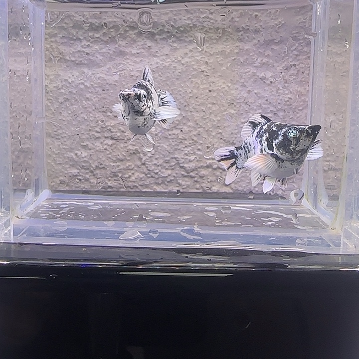 孔雀鱼水墨圆尾。38号