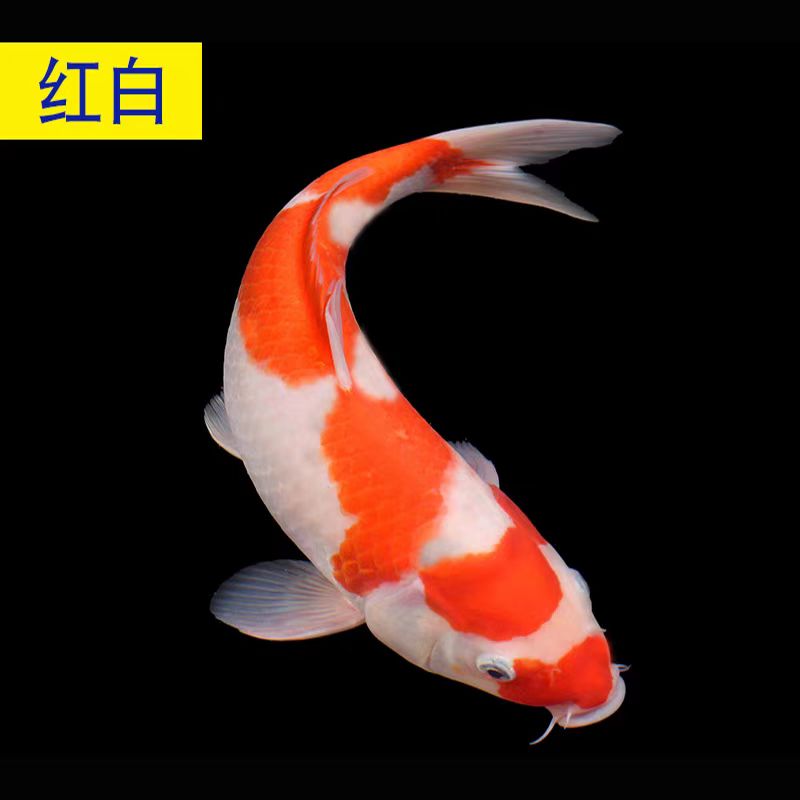 二号链接血统锦鲤观赏鱼