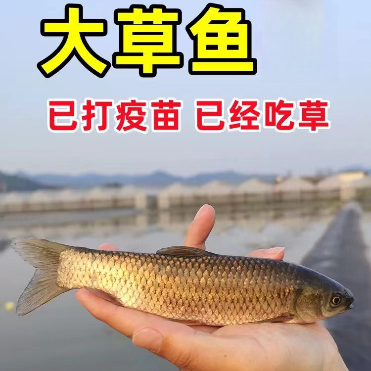 草鱼优质批发草鱼草混子淡水活草鱼冷水养殖宠物观赏