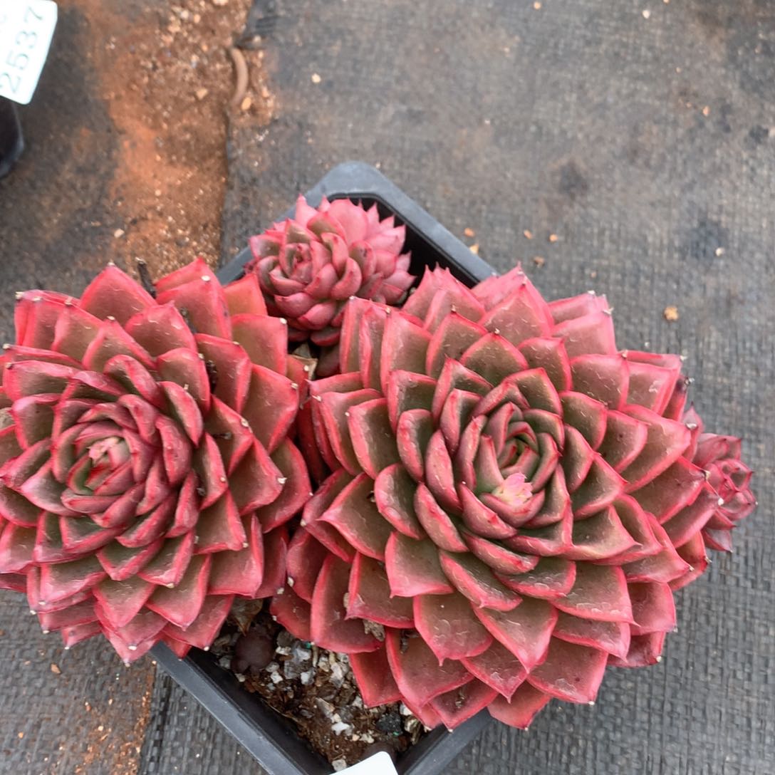 2536杂交多肉植物基地