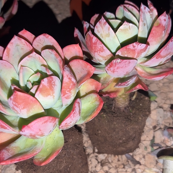 绮罗仙子单头2颗。              