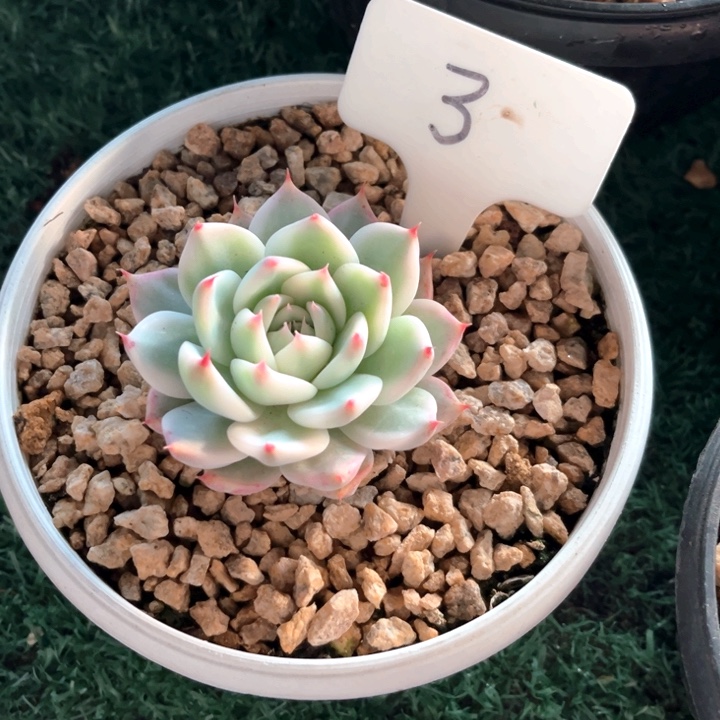 娃娃锦3号码牌子的话题了