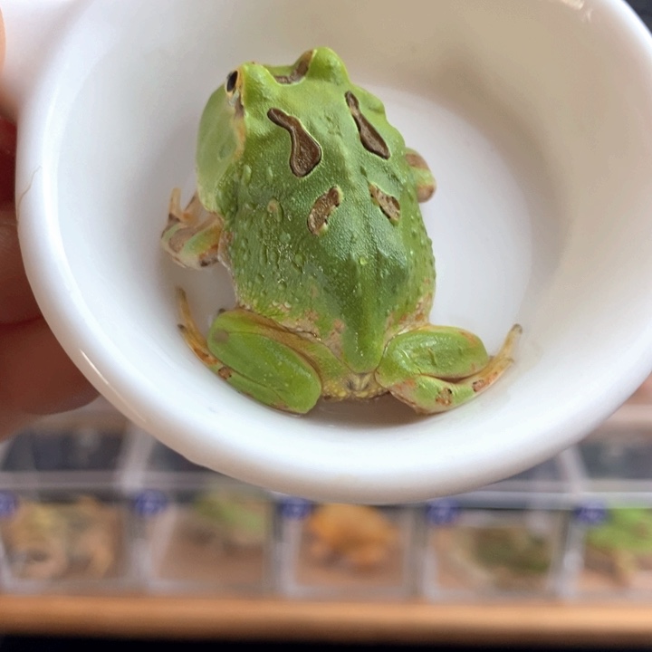 角蛙927号绿秘鲁角蛙