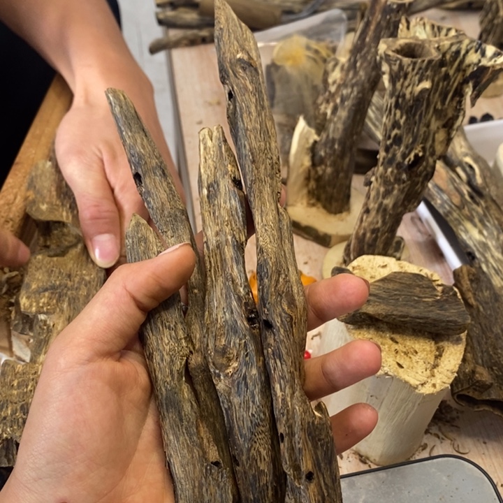 奇楠沉香香树心条