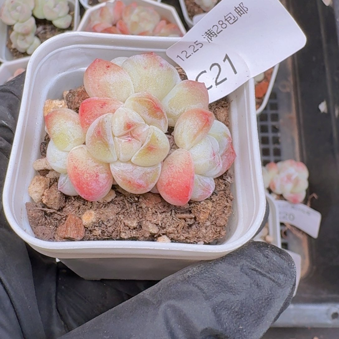 6头冰玉一颗带盆带土