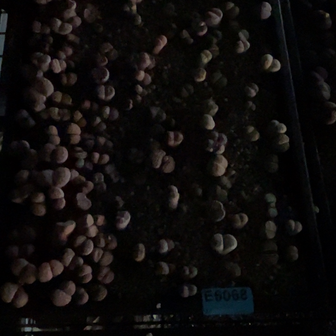 微***、6068筐福利不售后