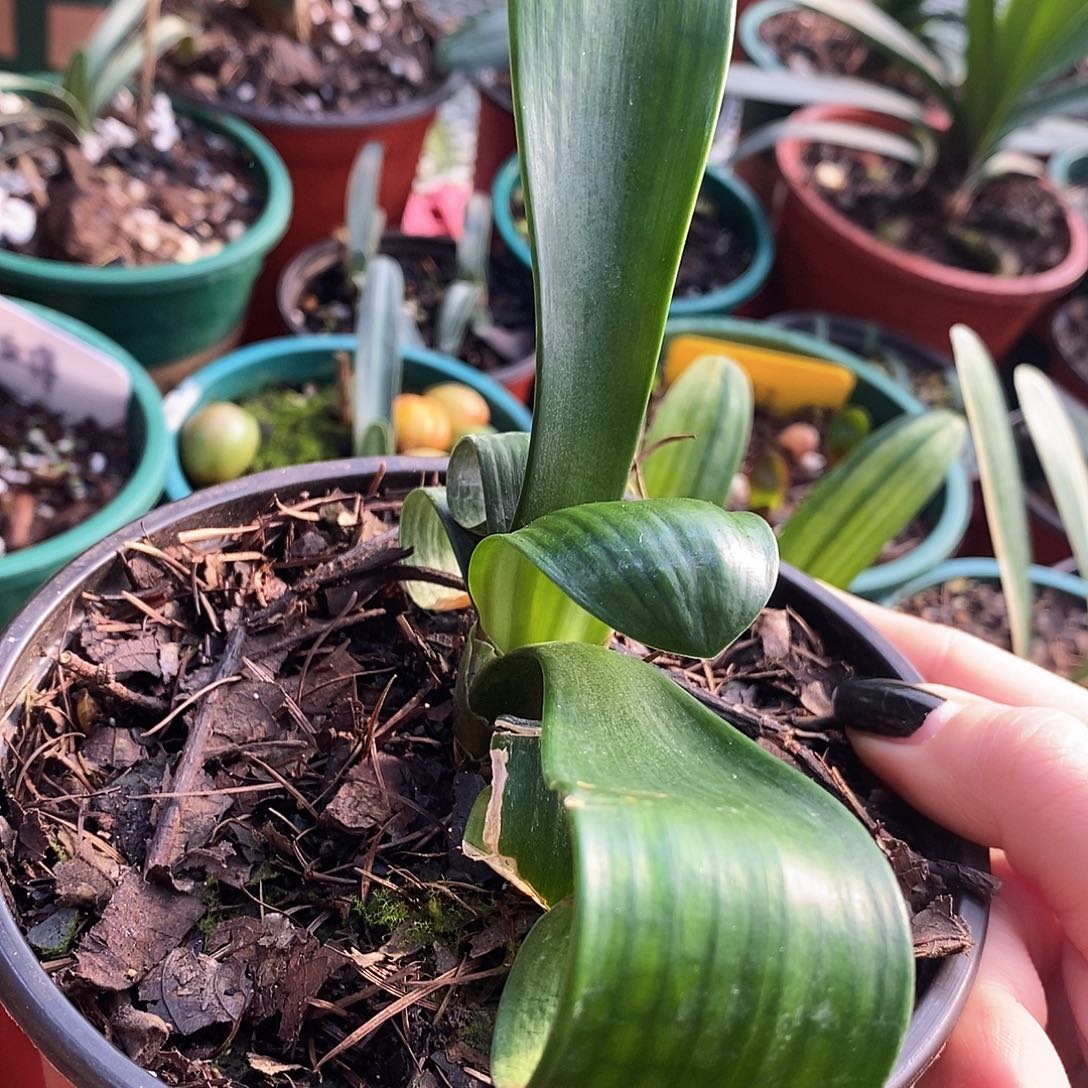 完全开放卷君子兰