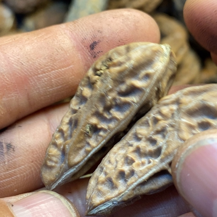 吊坠文玩核桃娜姐113