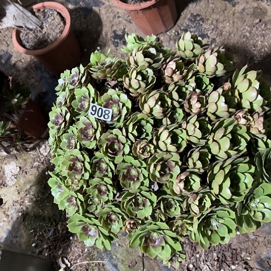 琴***姐多肉植物一个撕拉碗908