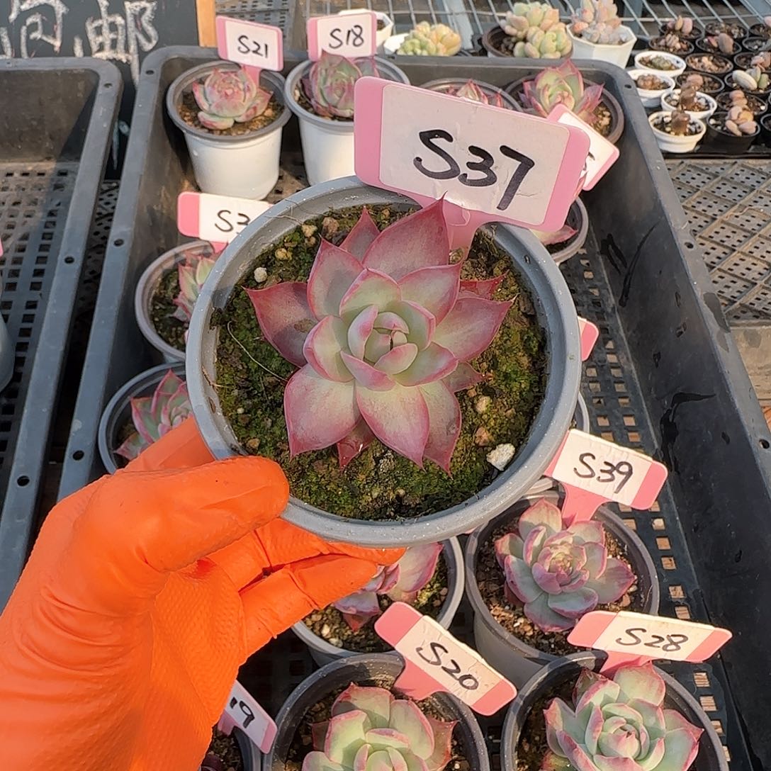 Ⅰ****）S37惊鸿单头多肉