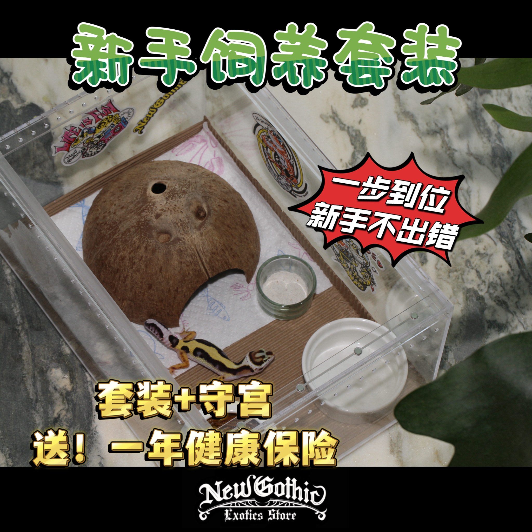 新手入门宠物守宫爬宠饲养套装