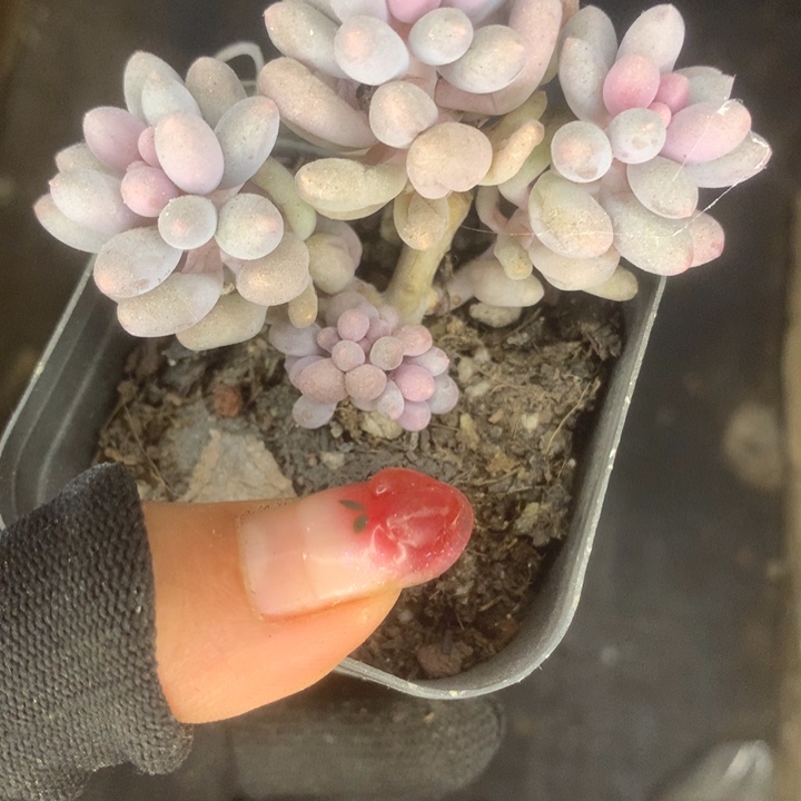 婴儿手指。（满9.99包邮不满9.99发叶子）
