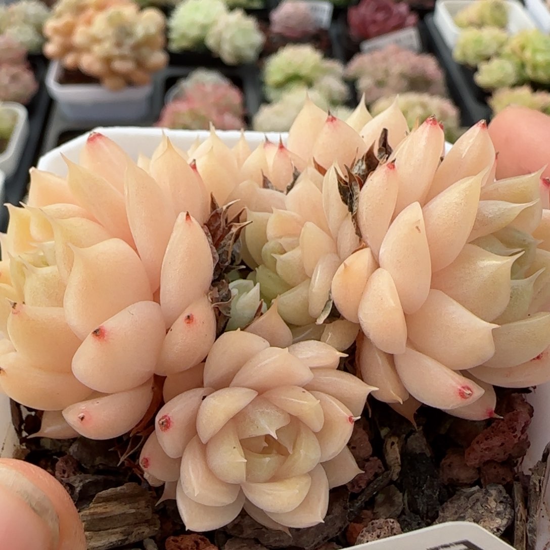 花语逸境0113-38麦秆