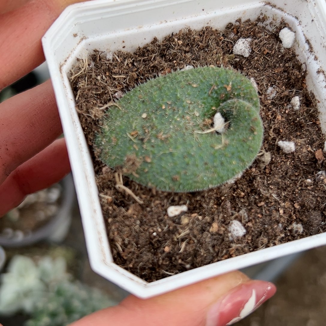 多肉植物毛叶立金花