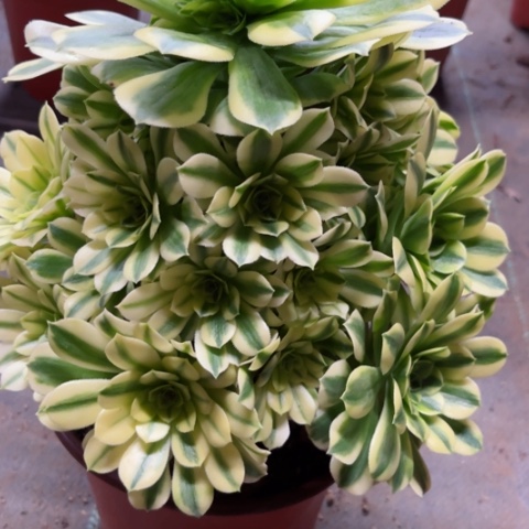 多肉植物金丝翡翠