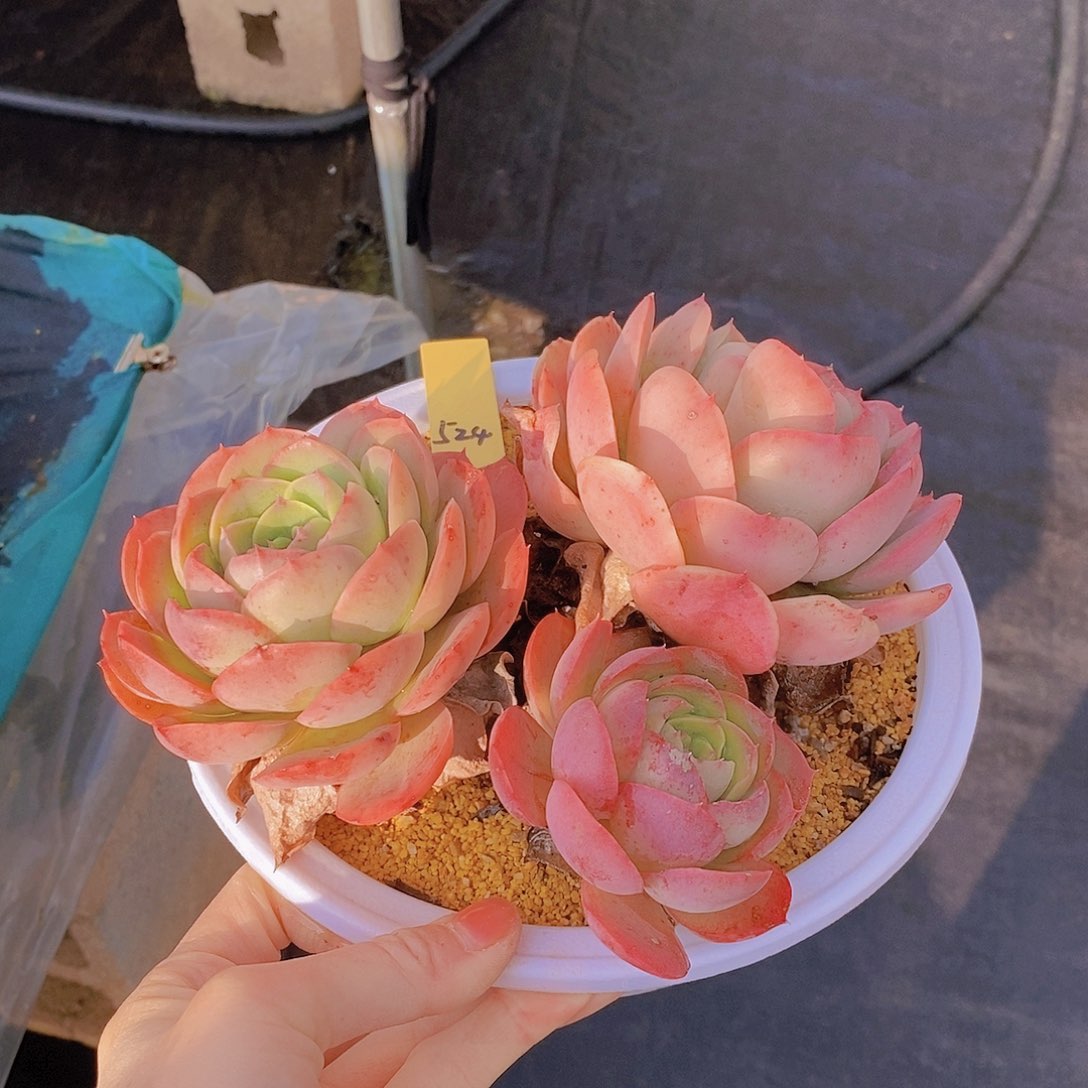 524多肉植物老桩