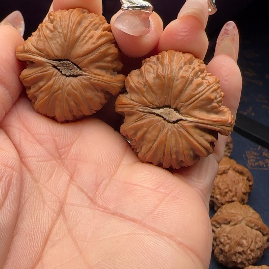 核桃39全品卡姿兰狮子头