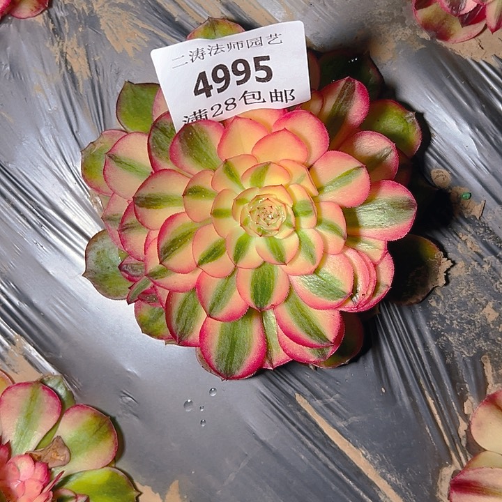 4995荔枝多肉植物2号