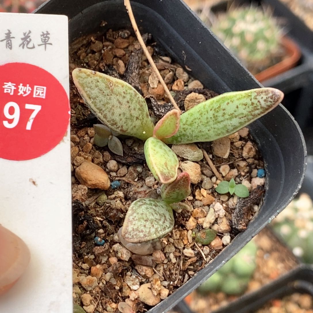 水泡一棵仙人球330855
