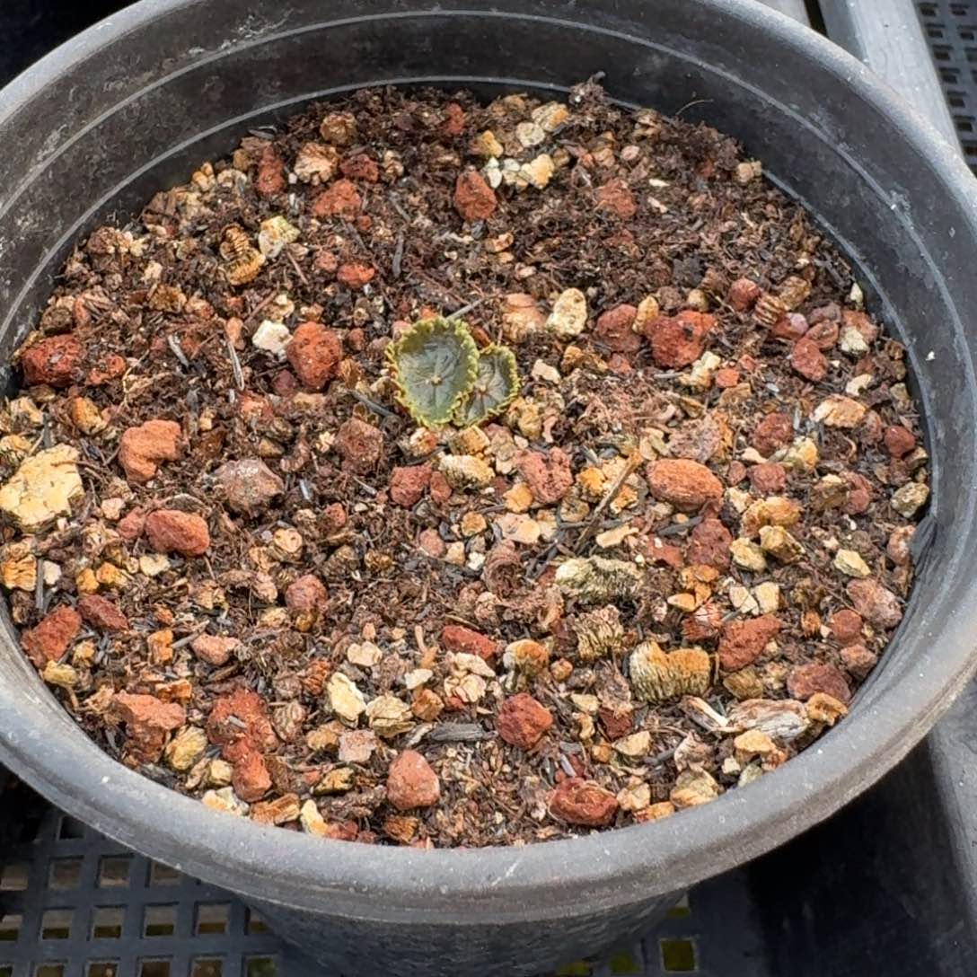 小酒杯多肉植物一物一拍