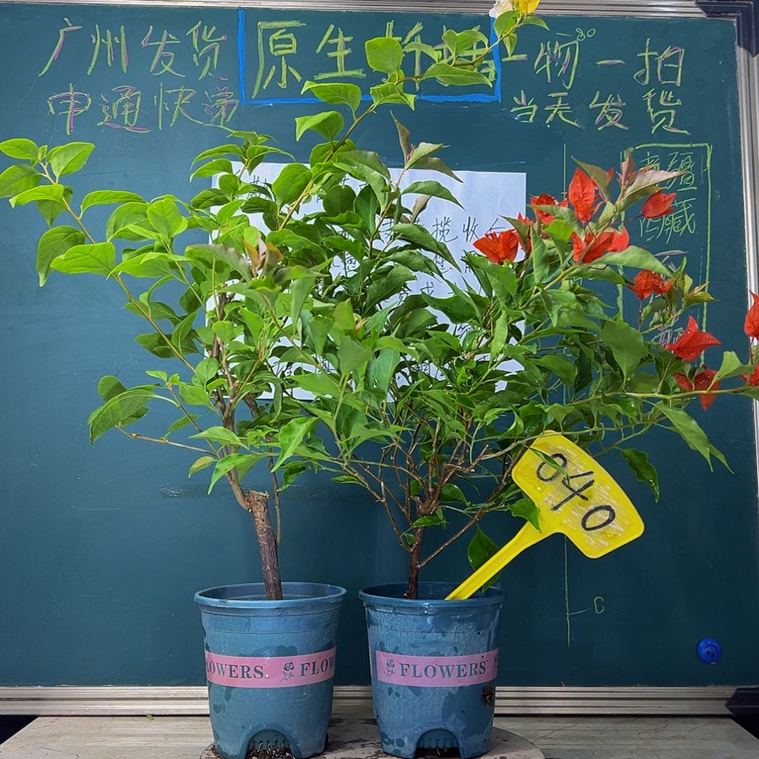 当前无花栽培后可以开花开播 苏瓦娜  热火桑巴  040