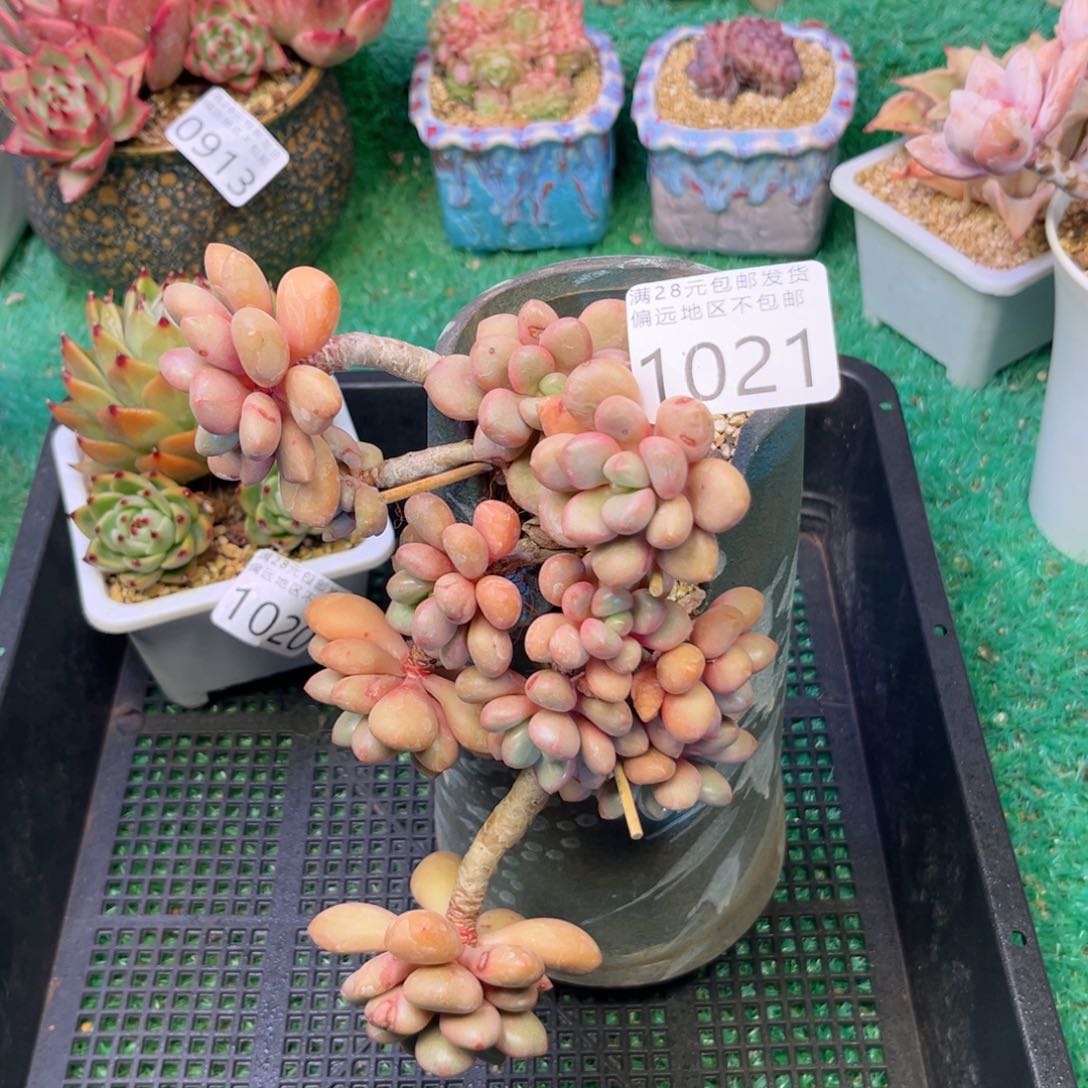 大1021；b z b x b c b b