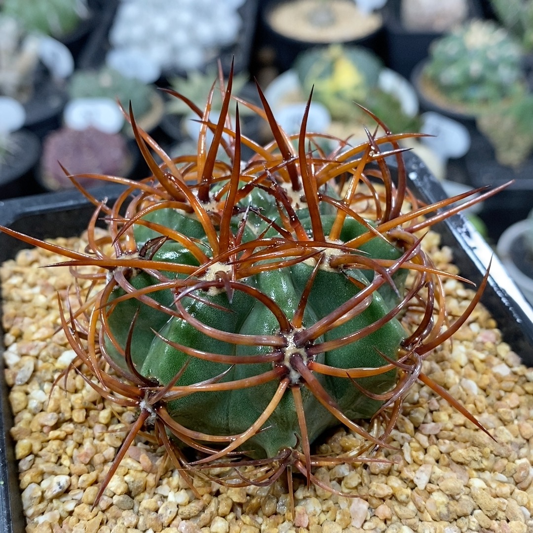 549号实生火焰龙仙人球6.5cm