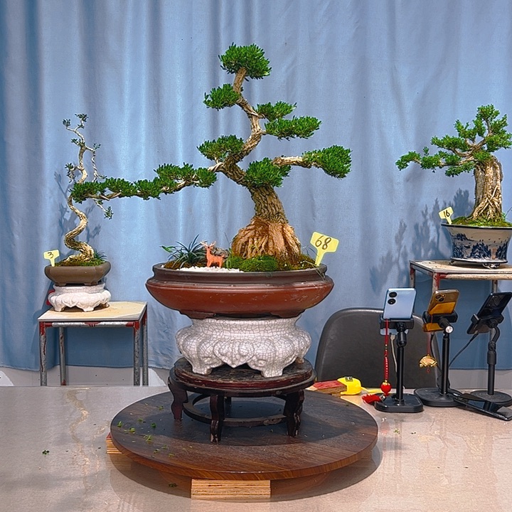 无花朵广东皱皮雀舌黄杨